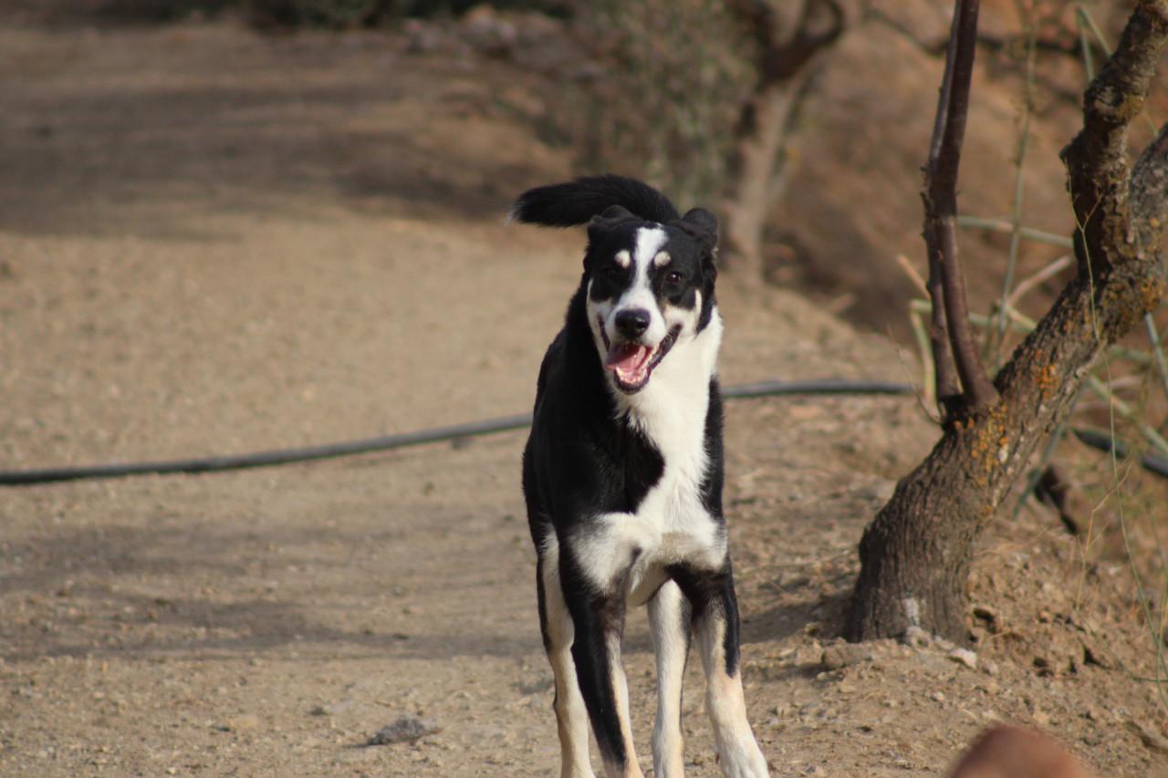 Alora Dog Rescue: Bibi, deze grote dame zoekt een grote mand