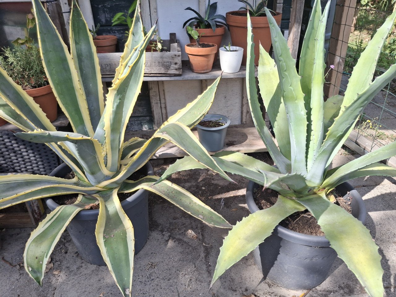 Agave