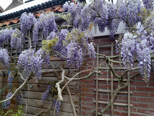 Blauwe regen