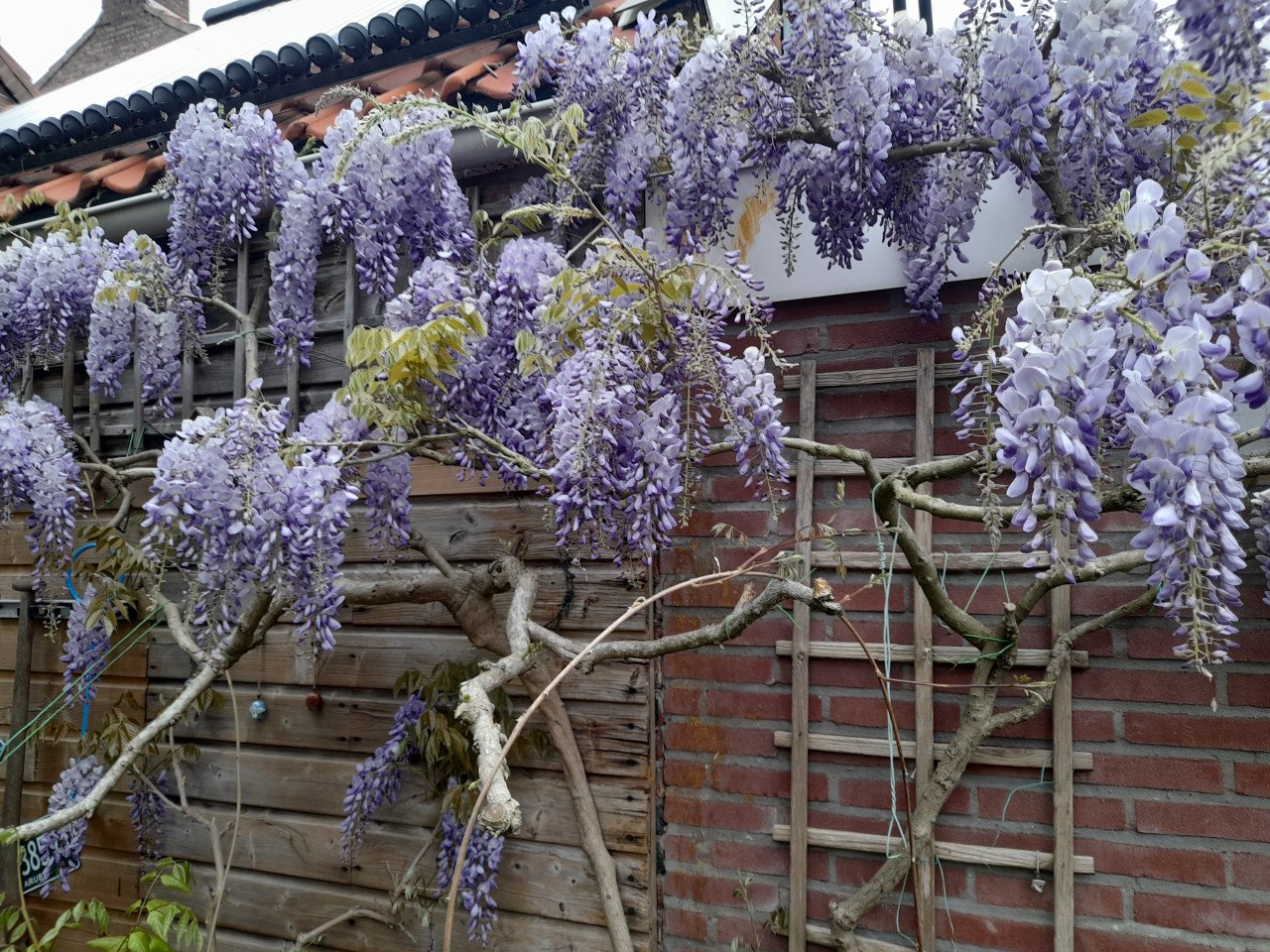 Blauwe regen