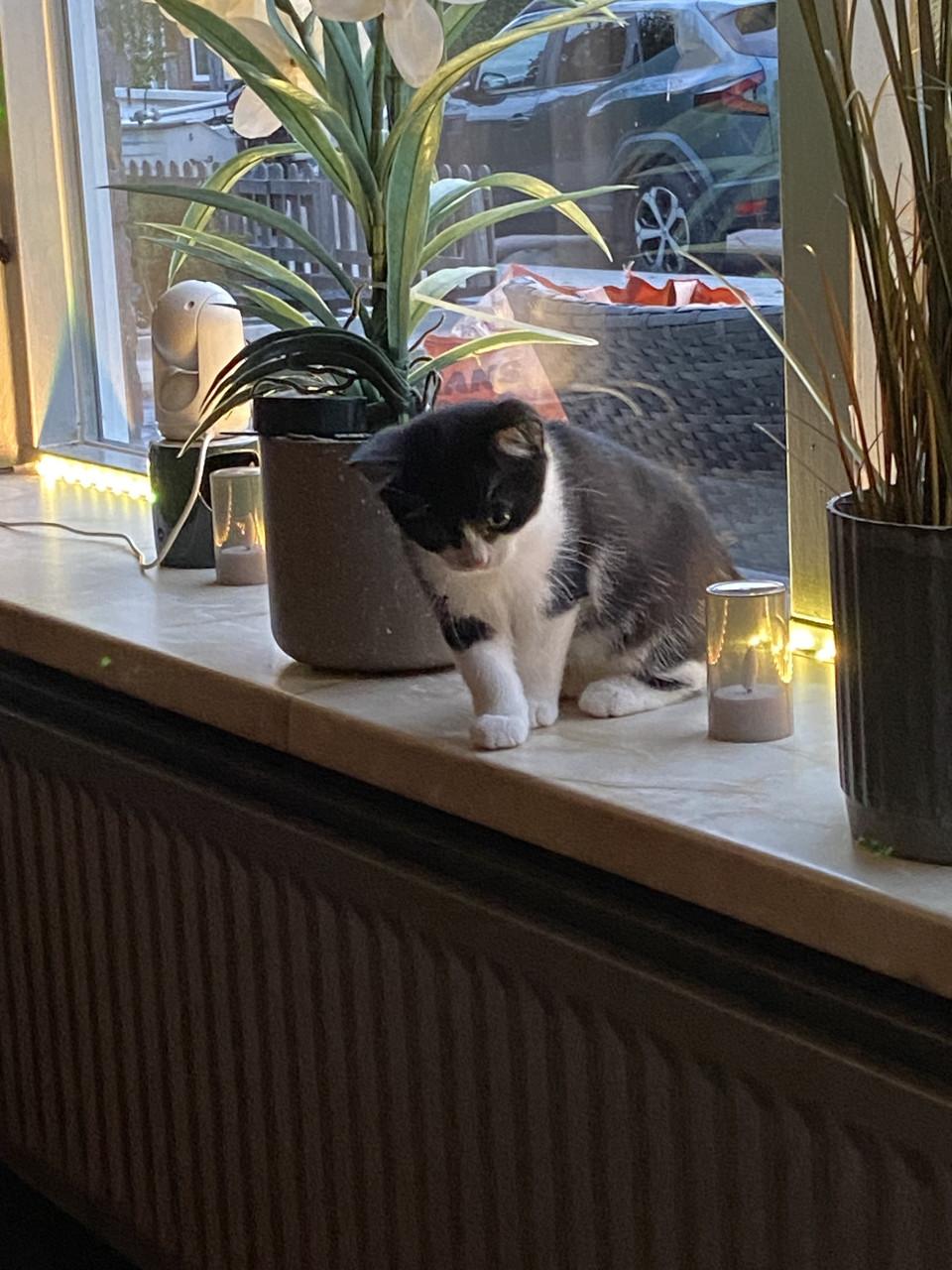 Kitten 12 weken oud