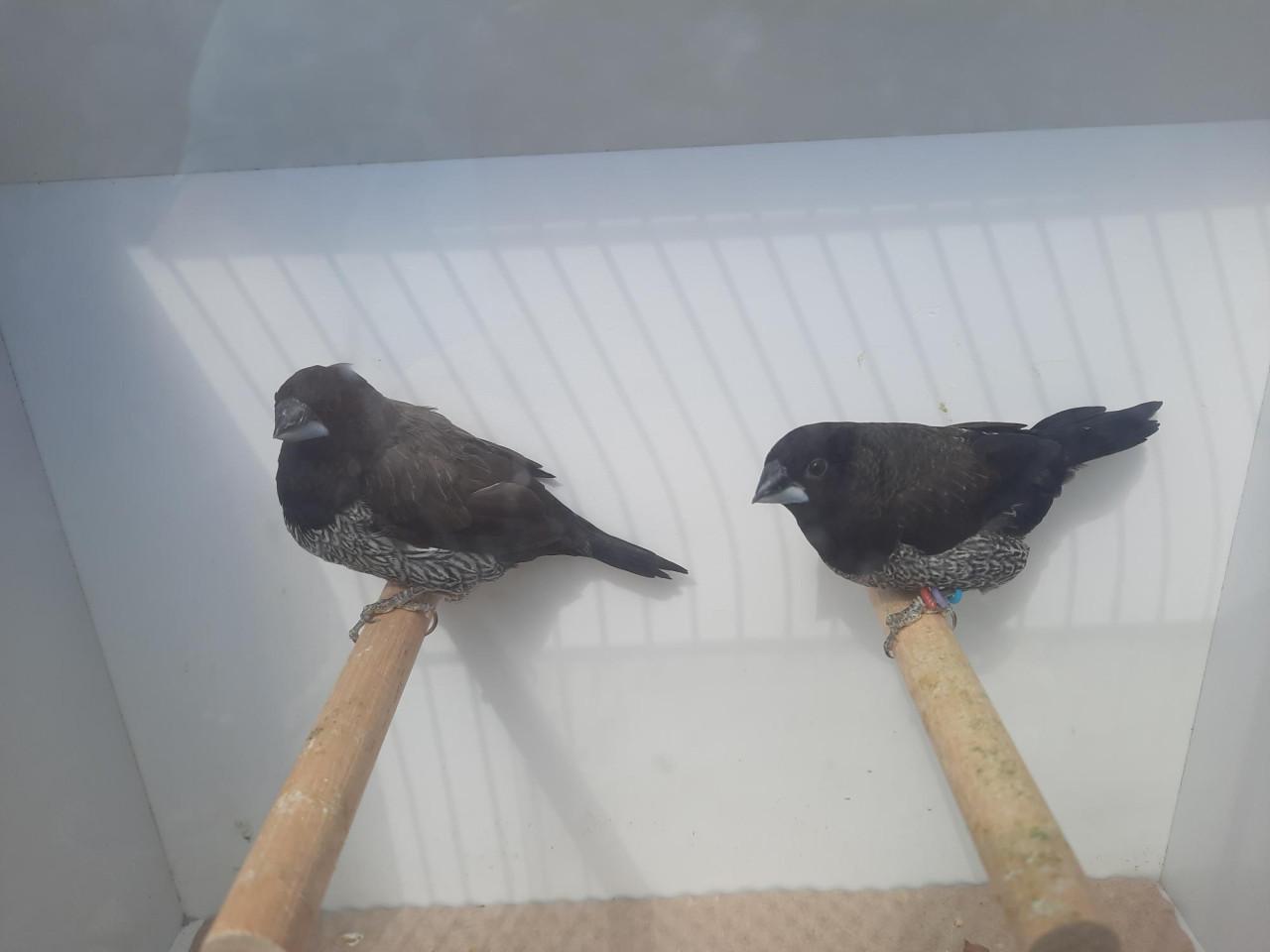 Koppel Japanse Meeuwtjes