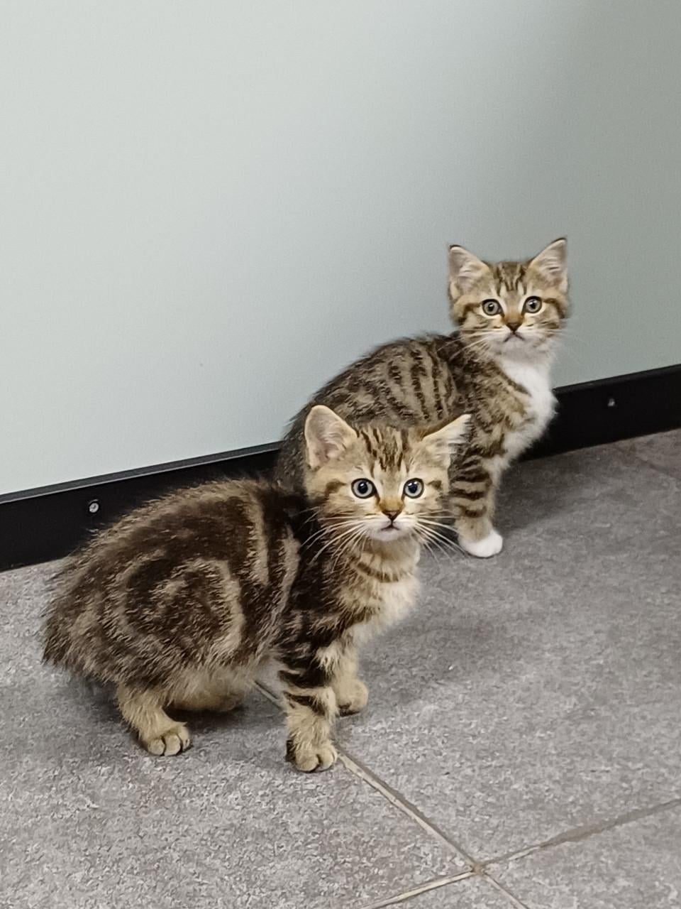 Prachtige Brits Korthaar x Ragdoll kittens beschikbaar.