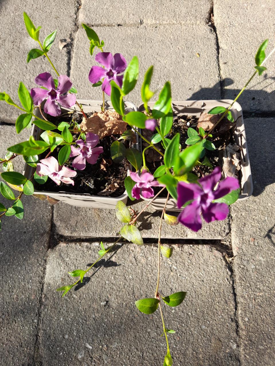 Vaste planten