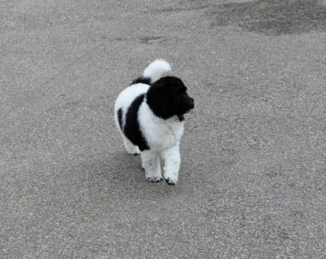 Prachtige Panda Labradoodle teef pup van bijna 9 weken