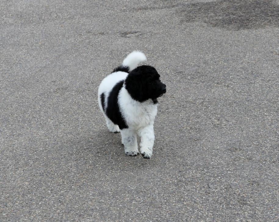Prachtige Panda Labradoodle teef pup van bijna 9 weken