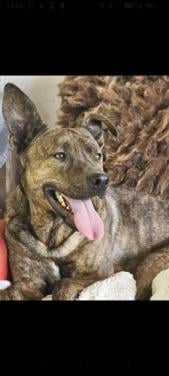 3 jarige sociale reu, Stafford/herder mix