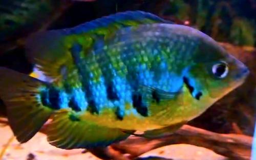 Aquariumvissen kweekoppel/ kweekgroep