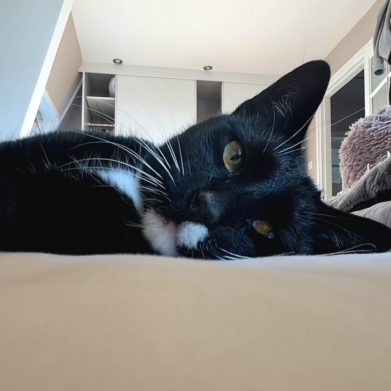 Otis zoekt fijn thuis