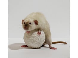 Verschillende ratten te koop