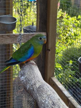 Turquoisines