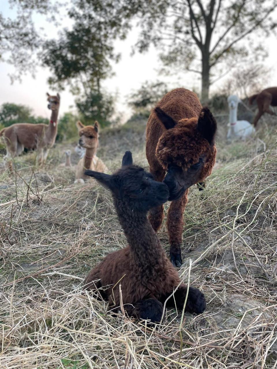 Mooie lieve alpaca ruin