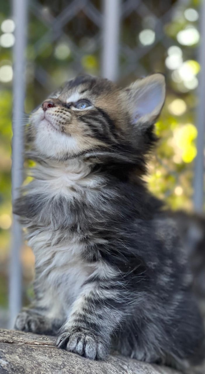 Maine coon xxl kittens