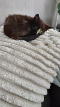 Kittens