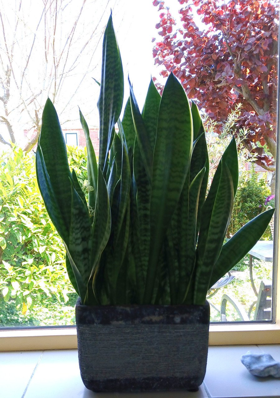 Bloembakken gevuld met sanseveria's   2 stuks
