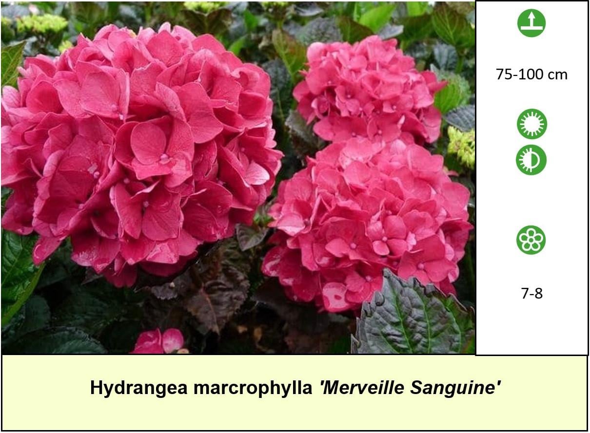 Mooie Hortensia's te diverse kleuren en soorten ! Nu 3 voor €10,-
