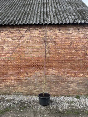Walnotenboom Juglans Regia 12 cm stam