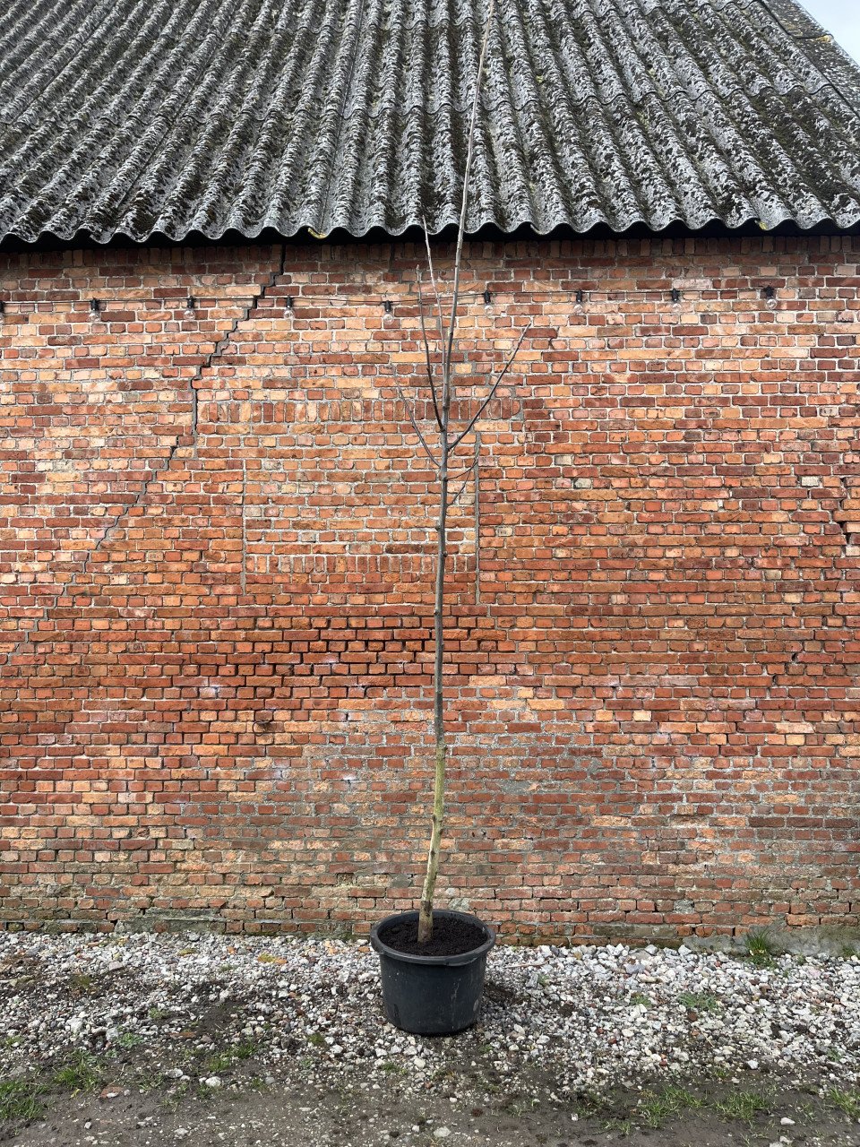 Walnotenboom Juglans Regia 12 cm stam