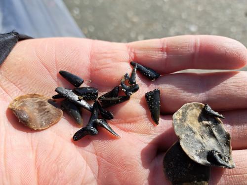 Strand Excursie Haaientanden en fossielen zoeken