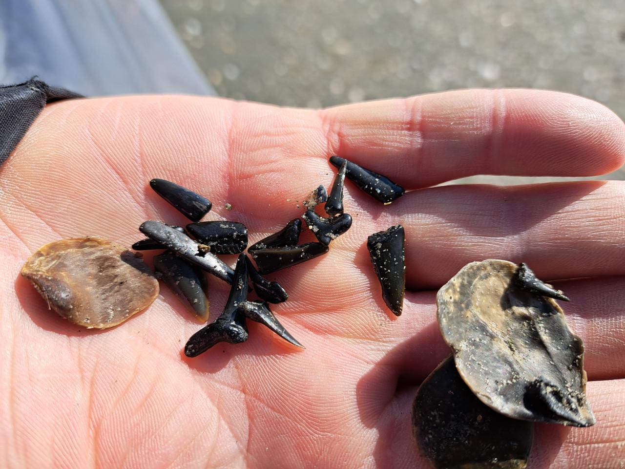 Strand Excursie Haaientanden en fossielen zoeken