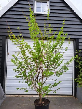 Japanse esdoorn " Japanese sunrise" Acer palmatum