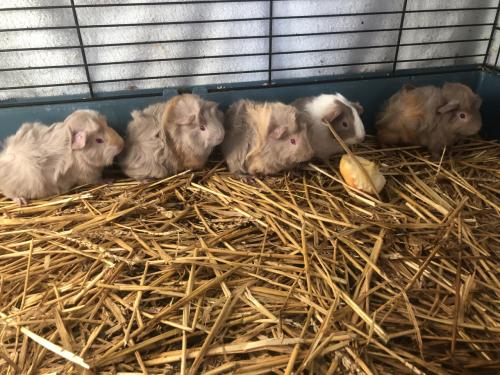 Baby cavia’s!!