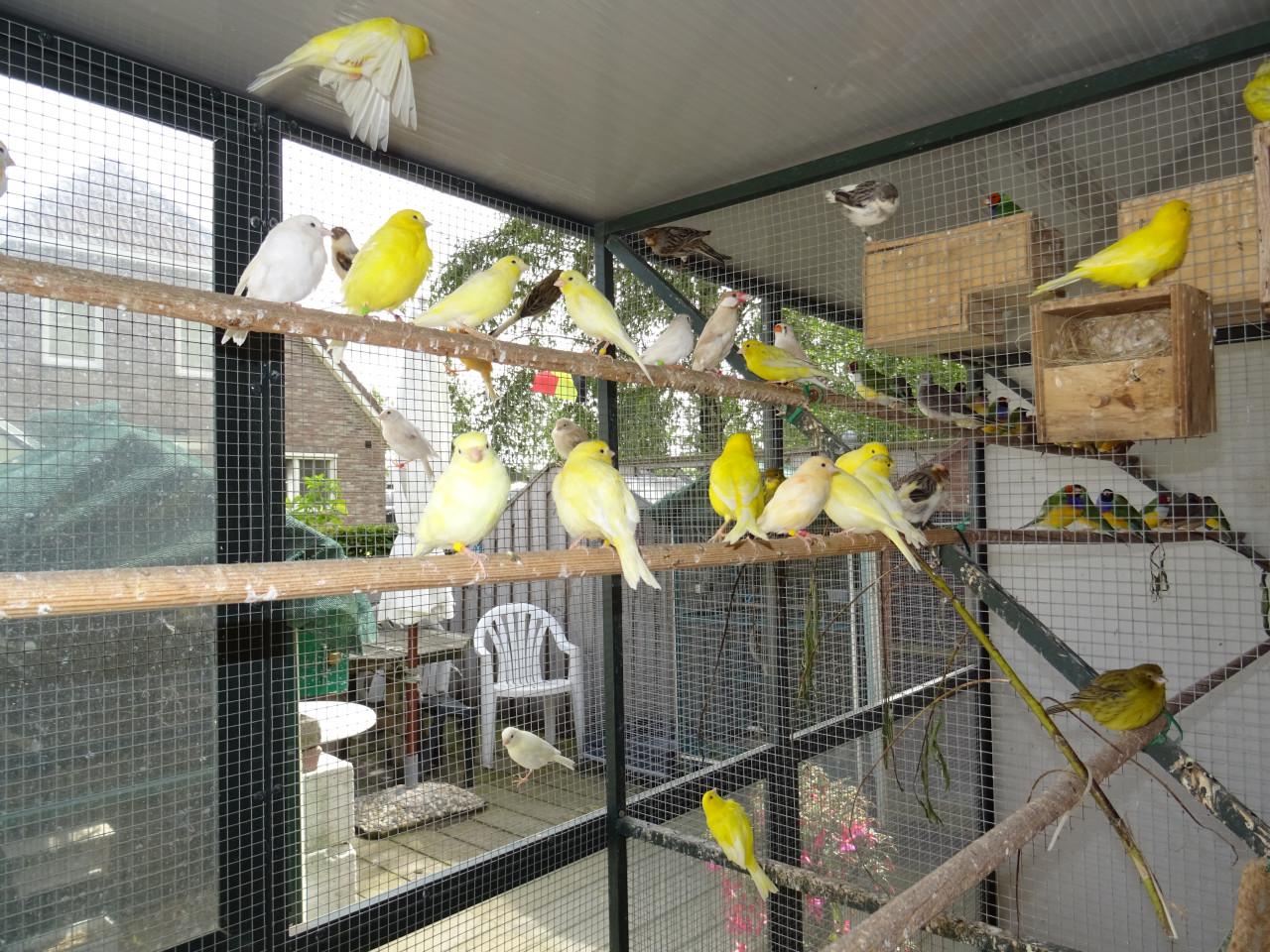 Te koop enkele man kanaries  verschillende kleuren