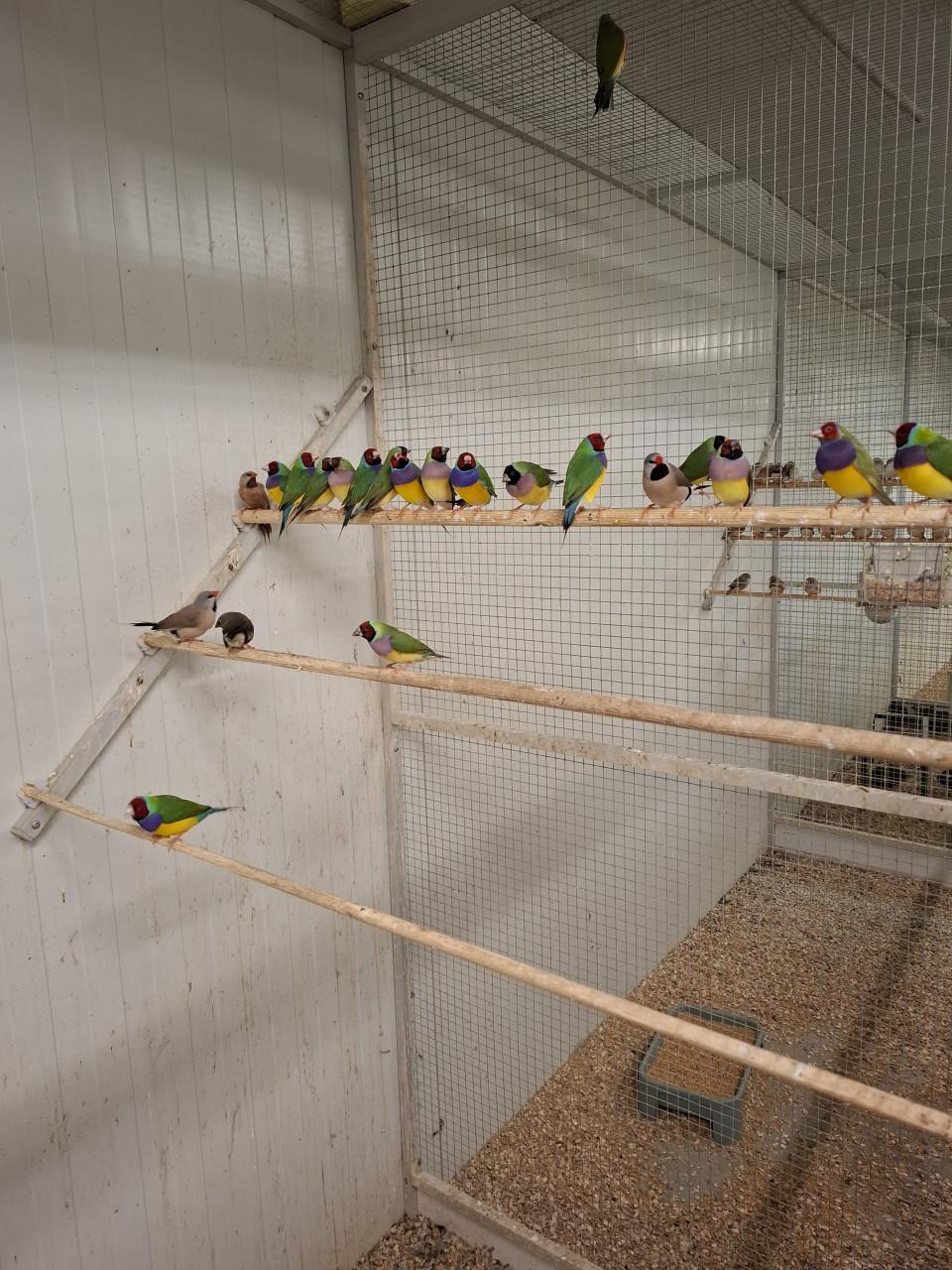 Ruime keuze uit allerlei volierevogels