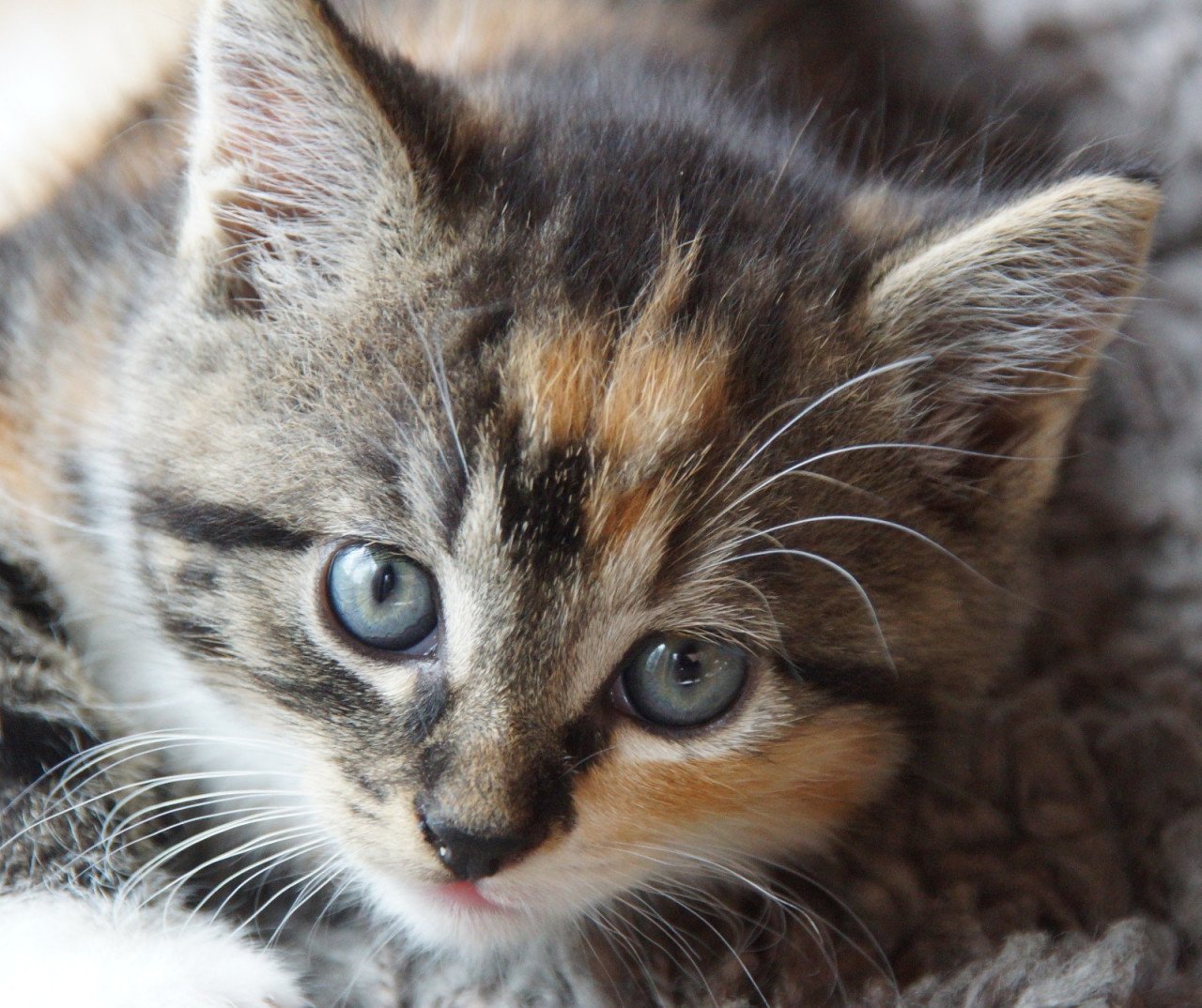 2 ondeugende kittens zoeken nieuw baasje