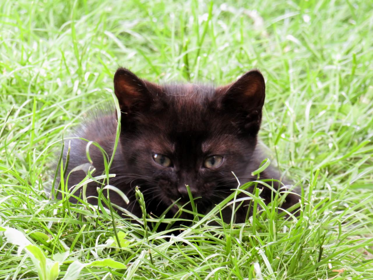 Kittens