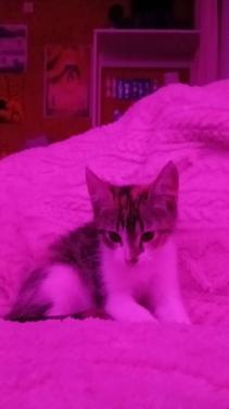 Kitten