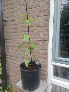 Bijzondere Slangenhuid Esdoorn
