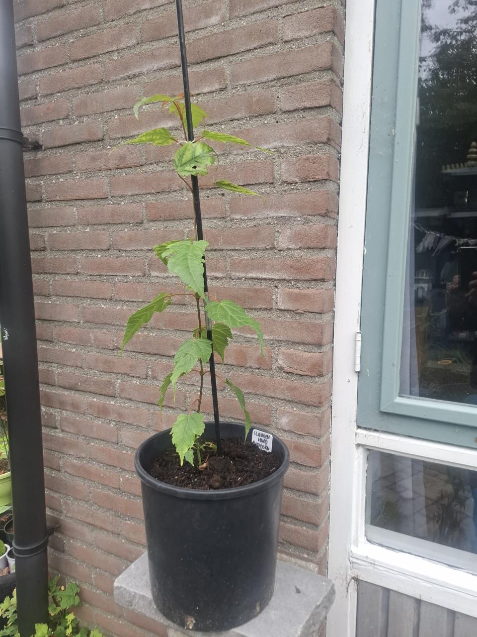 Bijzondere Slangenhuid Esdoorn