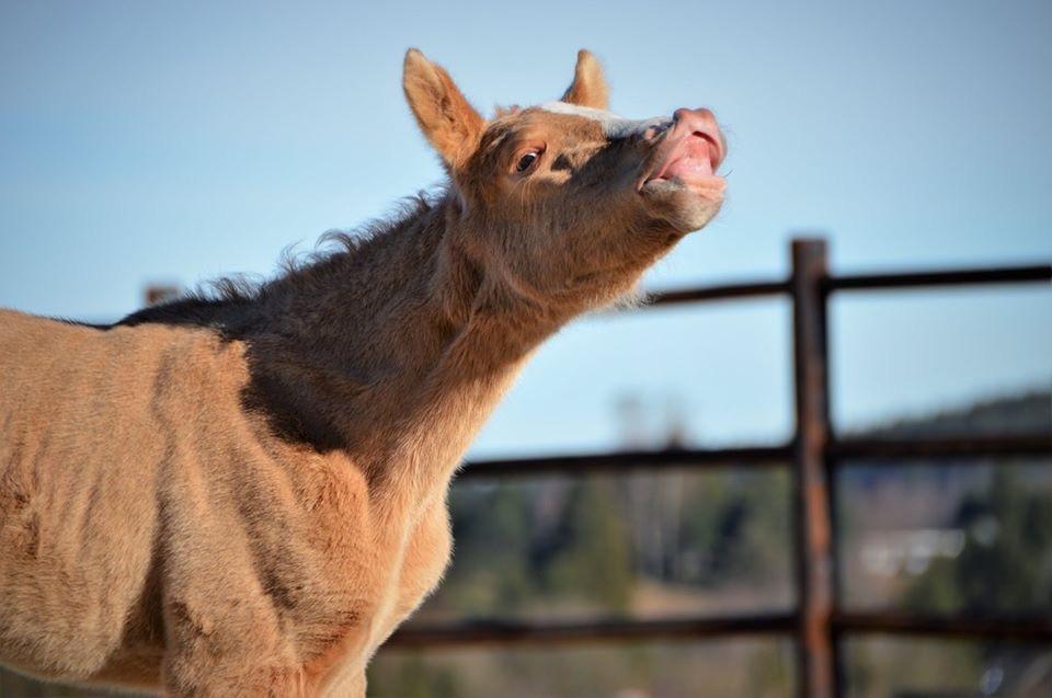 6-jarige Palomino PRE merrie