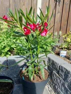 Rode Oleander