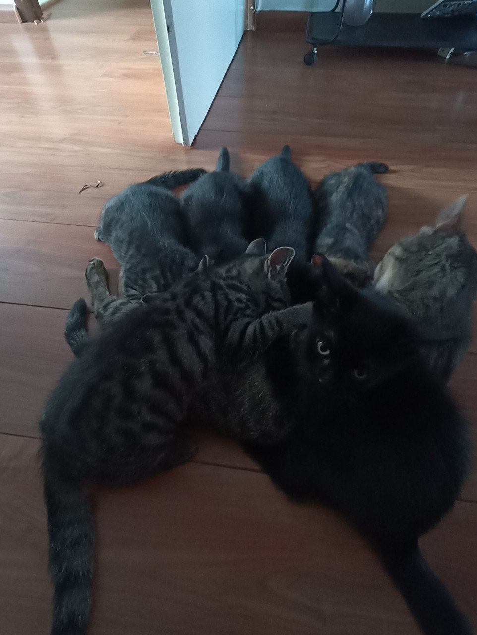 Kittens