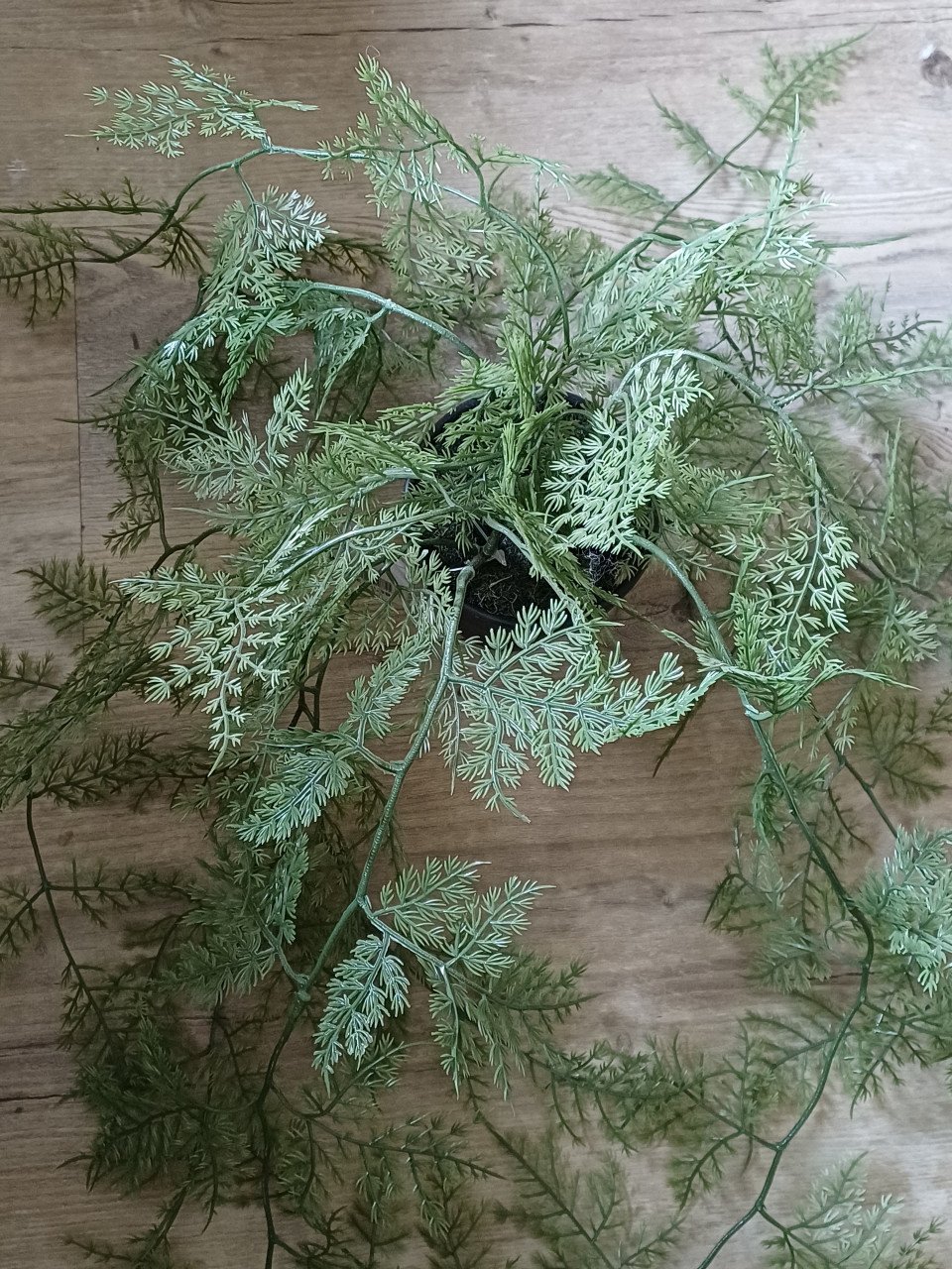 Kunst planten