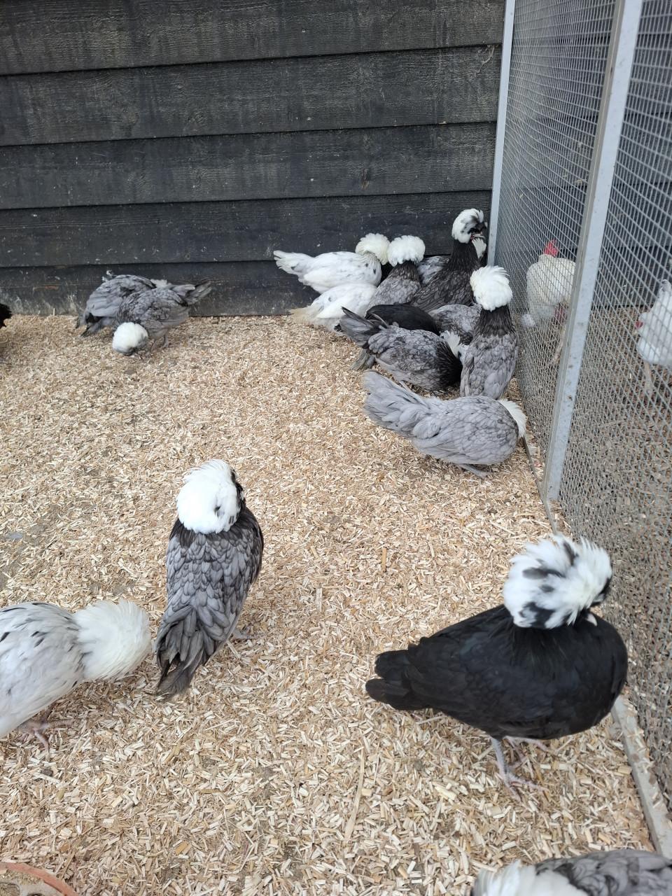 Hollandse kuifhoen, diverse kleuren