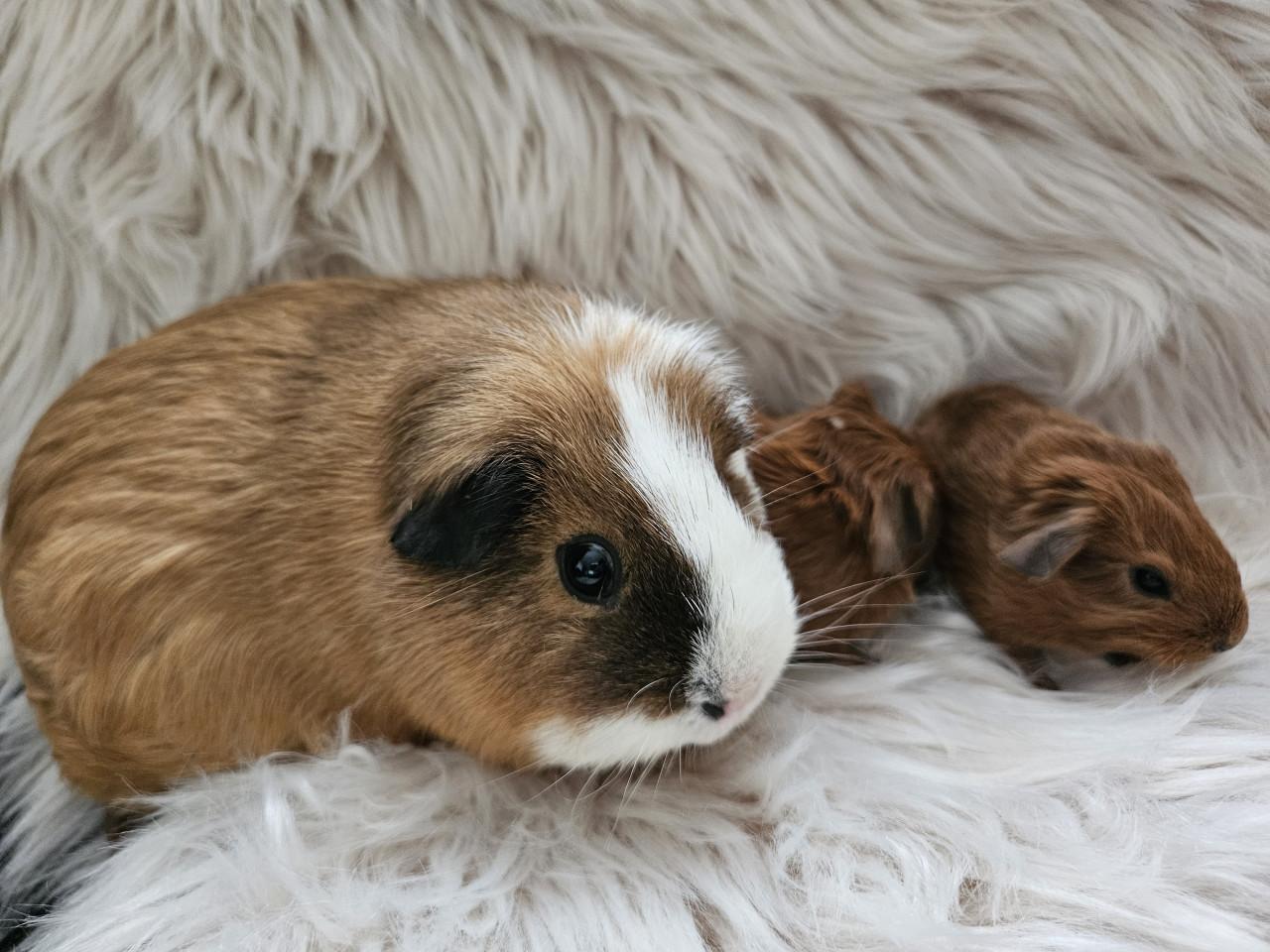 Cavia beren koppel