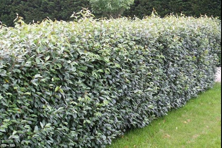 Olijfwilg haagplanten potgekweekt 40-60 cm