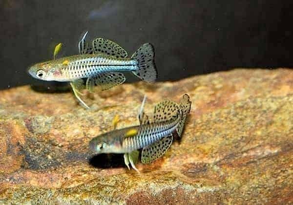 Mooie school dwerg regenboog zalmen