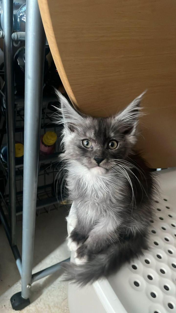 Maincoon kittens