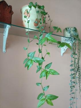 Hangplant