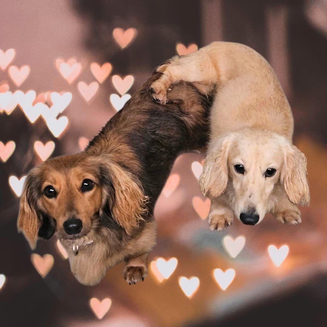 Brindle cream Teckel reutje