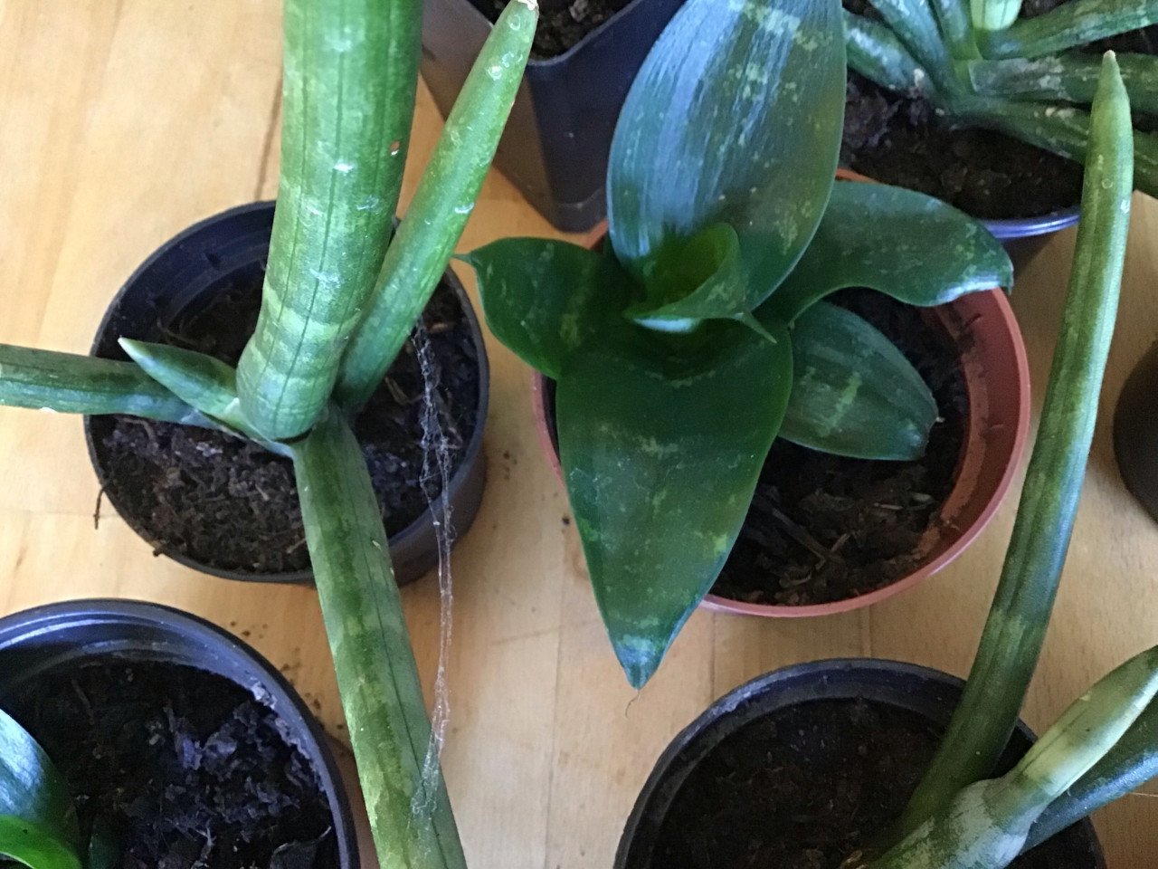 Sanseveria’s