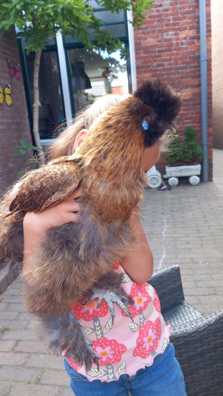 Handtamme zeidehoen hen