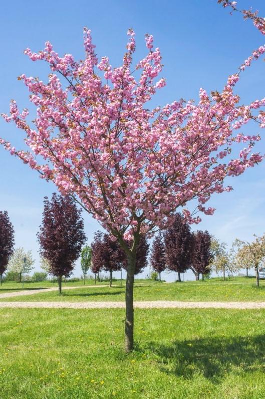 Japanse sierkers Kanzan - hoogstam