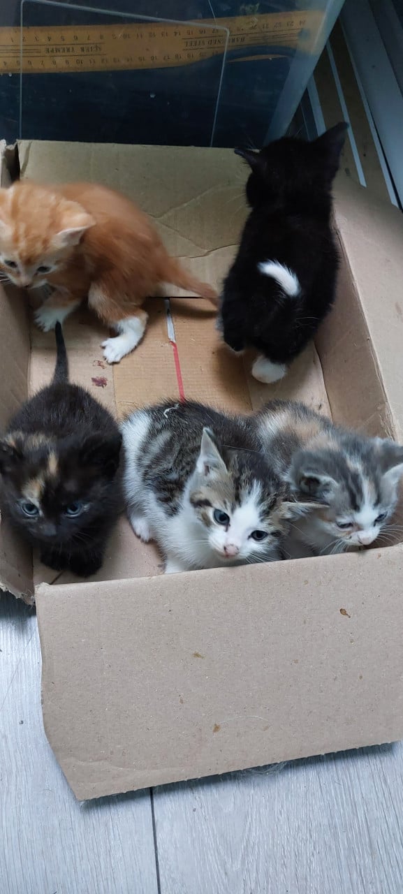 Kittens