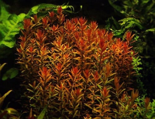 Aquariumplanten