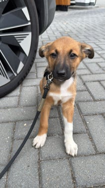 Mechelseherder / border collie pup 8 weken